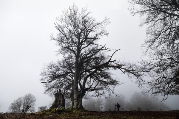 001 El gran arbol de Urbasa